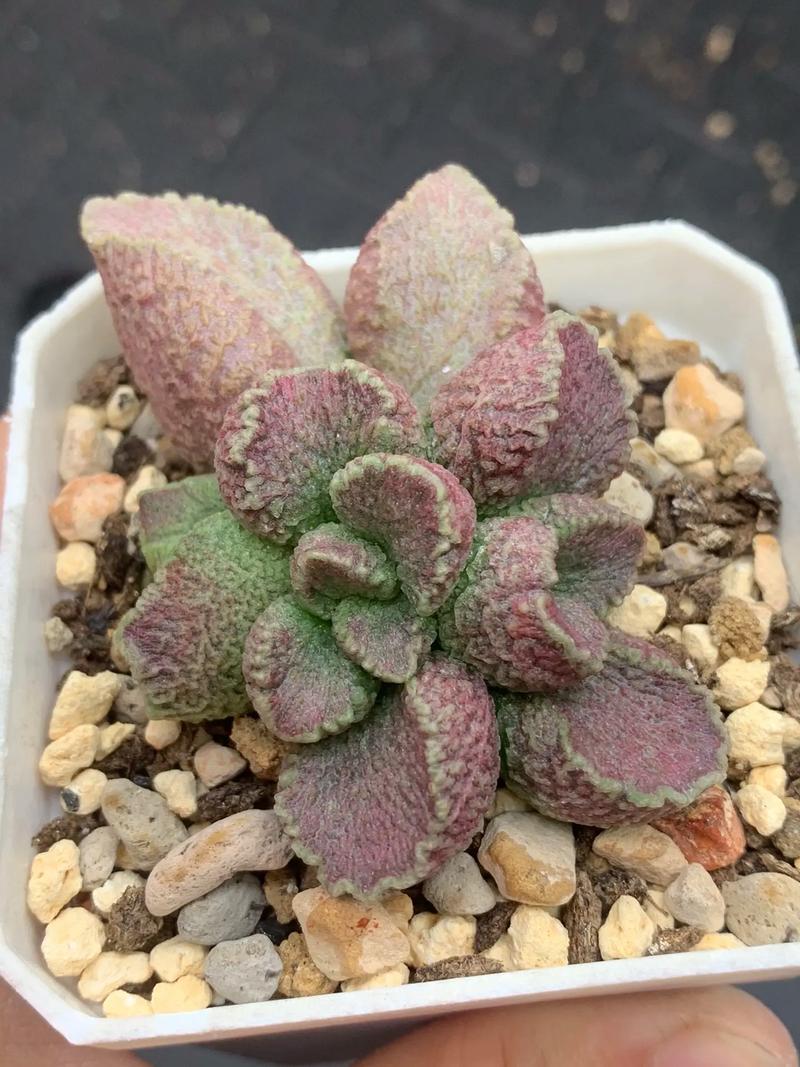 刚买来的多肉植物透水-第1张图片-吾爱花网