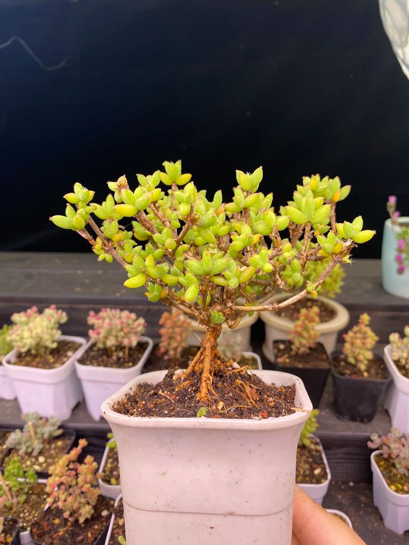 茎干状多肉植物有哪些-第2张图片-吾爱花网