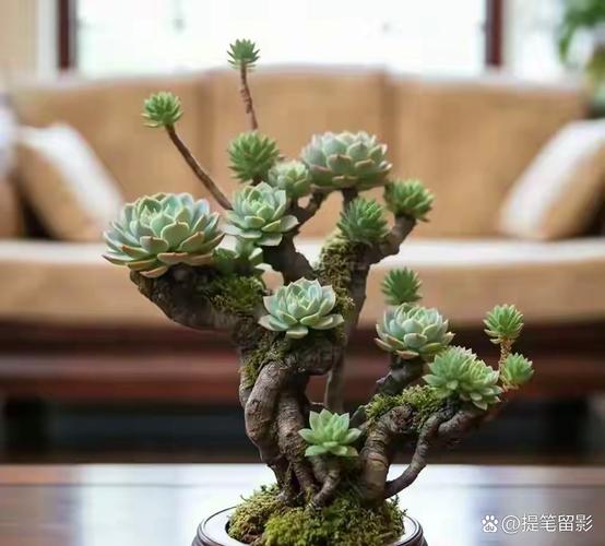 茎干状多肉植物有哪些-第1张图片-吾爱花网