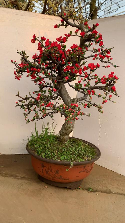 盆栽木瓜海棠何时翻盆-第3张图片-吾爱花网