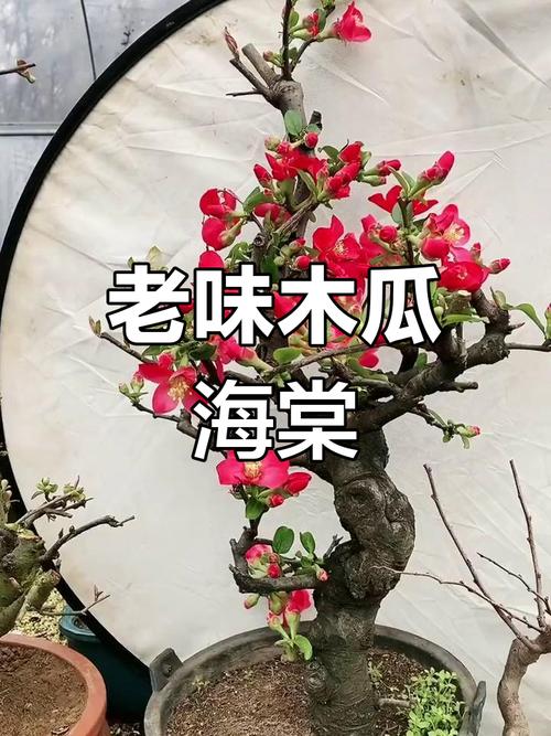 盆栽木瓜海棠何时翻盆-第1张图片-吾爱花网