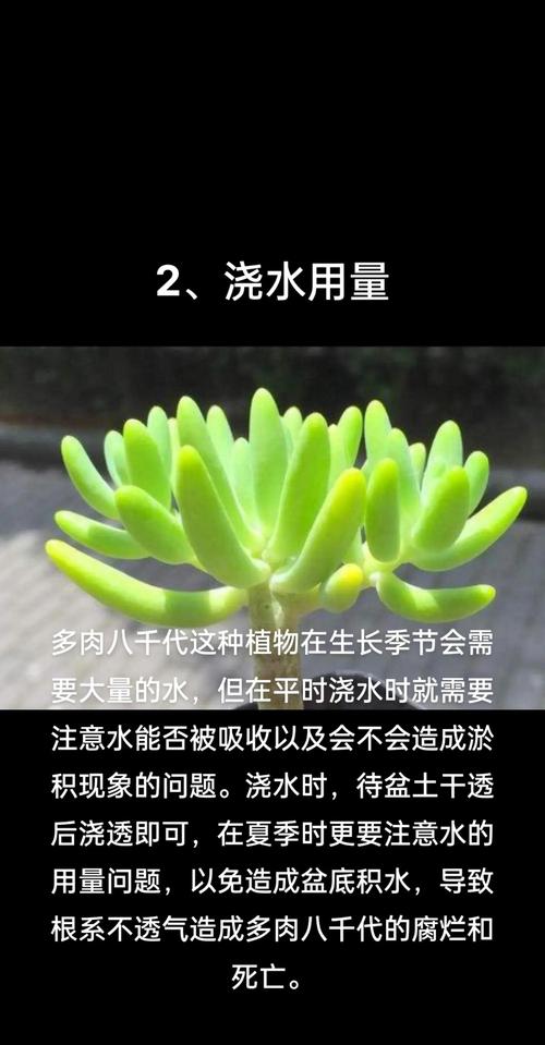 多肉植物八千代怎样养-第1张图片-吾爱花网