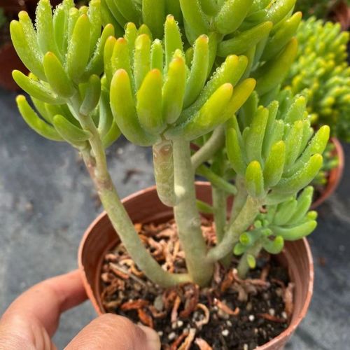 多肉植物八千代怎样养-第2张图片-吾爱花网