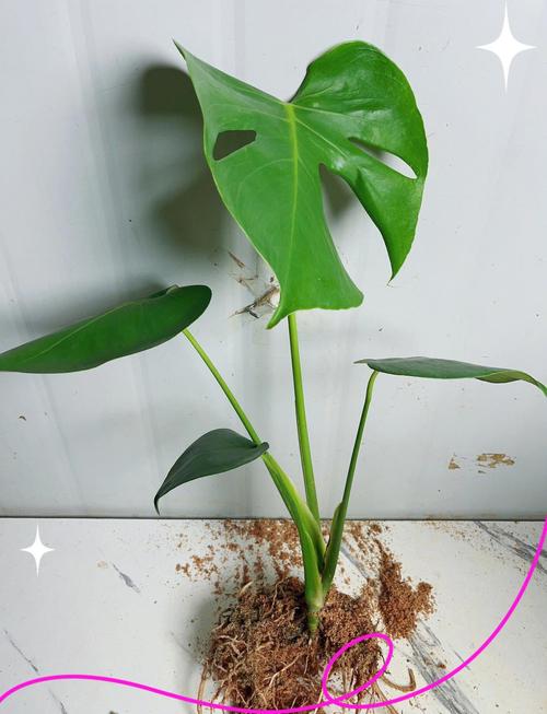 水培龟背竹怎么才能生根-第2张图片-吾爱花网