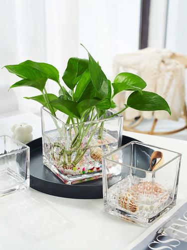 水培植物水里放这些东西-第1张图片-吾爱花网