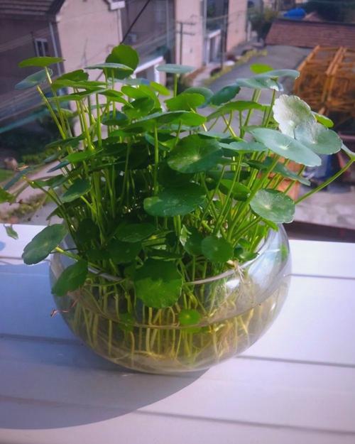 水培植物水里放这些东西-第2张图片-吾爱花网