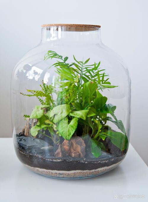 水培植物水里放这些东西-第3张图片-吾爱花网