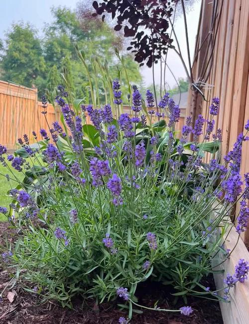 薰衣草盆栽怎么种？关键技巧有哪些？-第1张图片-吾爱花网