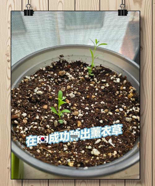 薰衣草盆栽怎么种？关键技巧有哪些？-第2张图片-吾爱花网