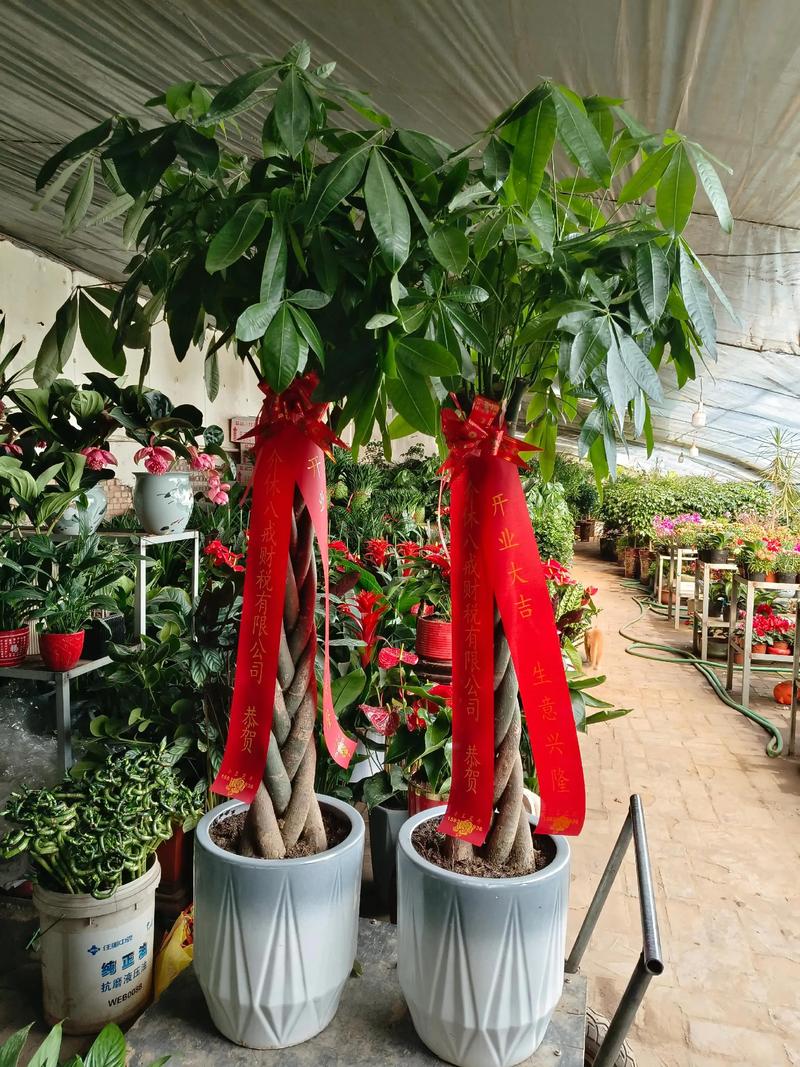 上门卖花卉盆栽赚钱吗-第3张图片-吾爱花网