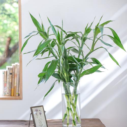 水培转运竹可以晒太阳吗-第2张图片-吾爱花网