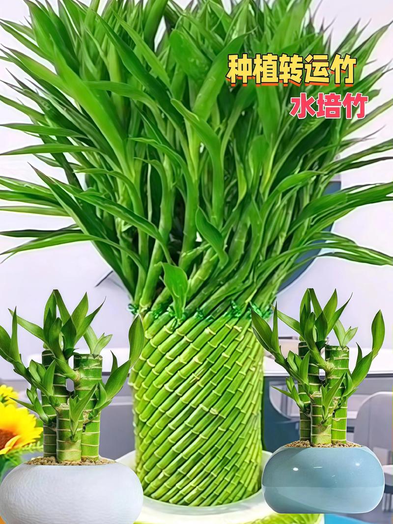 水培转运竹可以晒太阳吗-第1张图片-吾爱花网