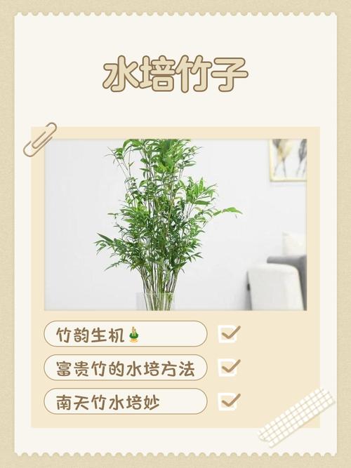 水培转运竹可以晒太阳吗-第3张图片-吾爱花网