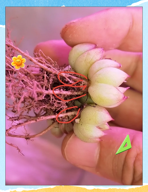 新买多肉的根怎么修剪-第2张图片-吾爱花网