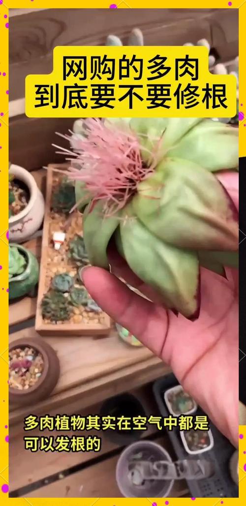 新买多肉的根怎么修剪-第3张图片-吾爱花网