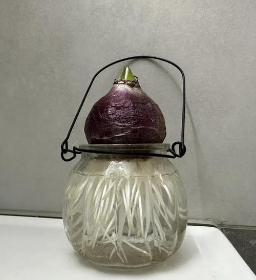 风信子水培腐烂了怎么办？-第2张图片-吾爱花网