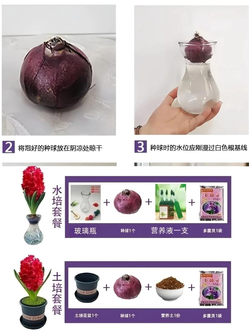 风信子水培腐烂了怎么办？-第3张图片-吾爱花网