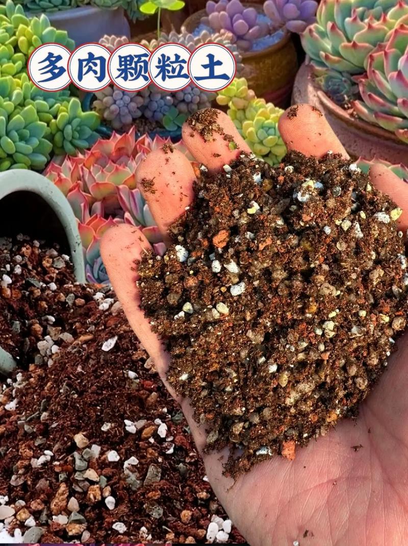 多肉植物能用泥土养吗？-第1张图片-吾爱花网