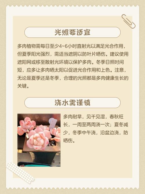 小的多肉植物怎么养殖-第1张图片-吾爱花网