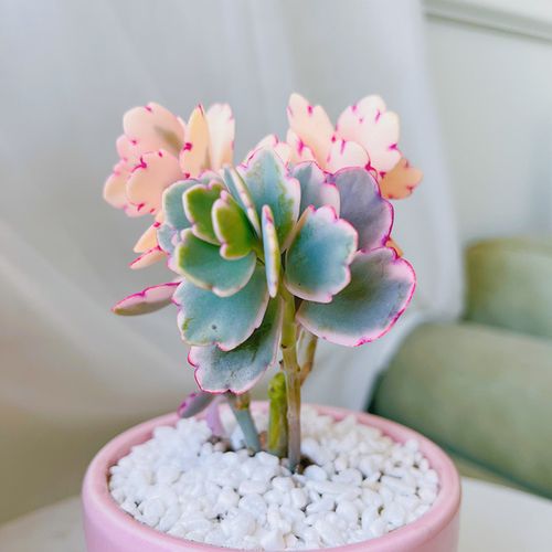 小的多肉植物怎么养殖-第2张图片-吾爱花网