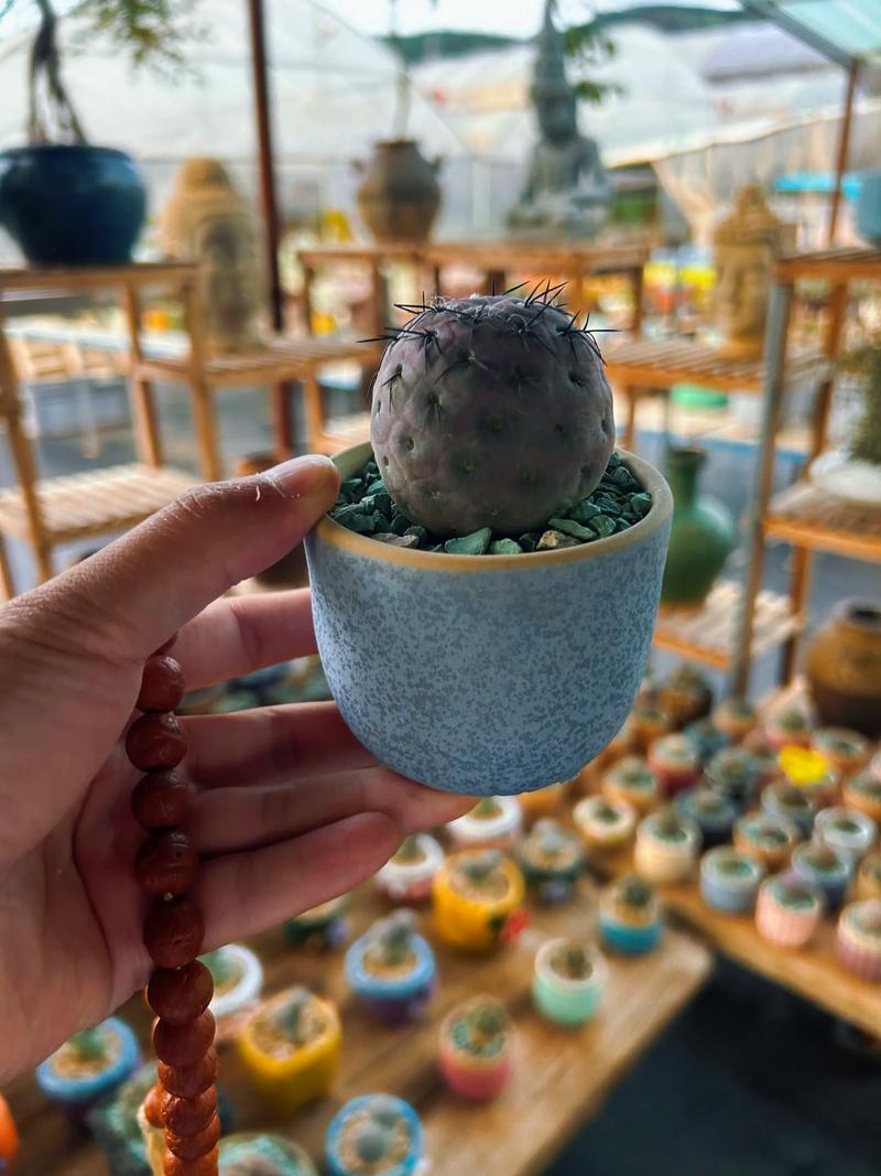 小的多肉植物怎么养殖-第3张图片-吾爱花网