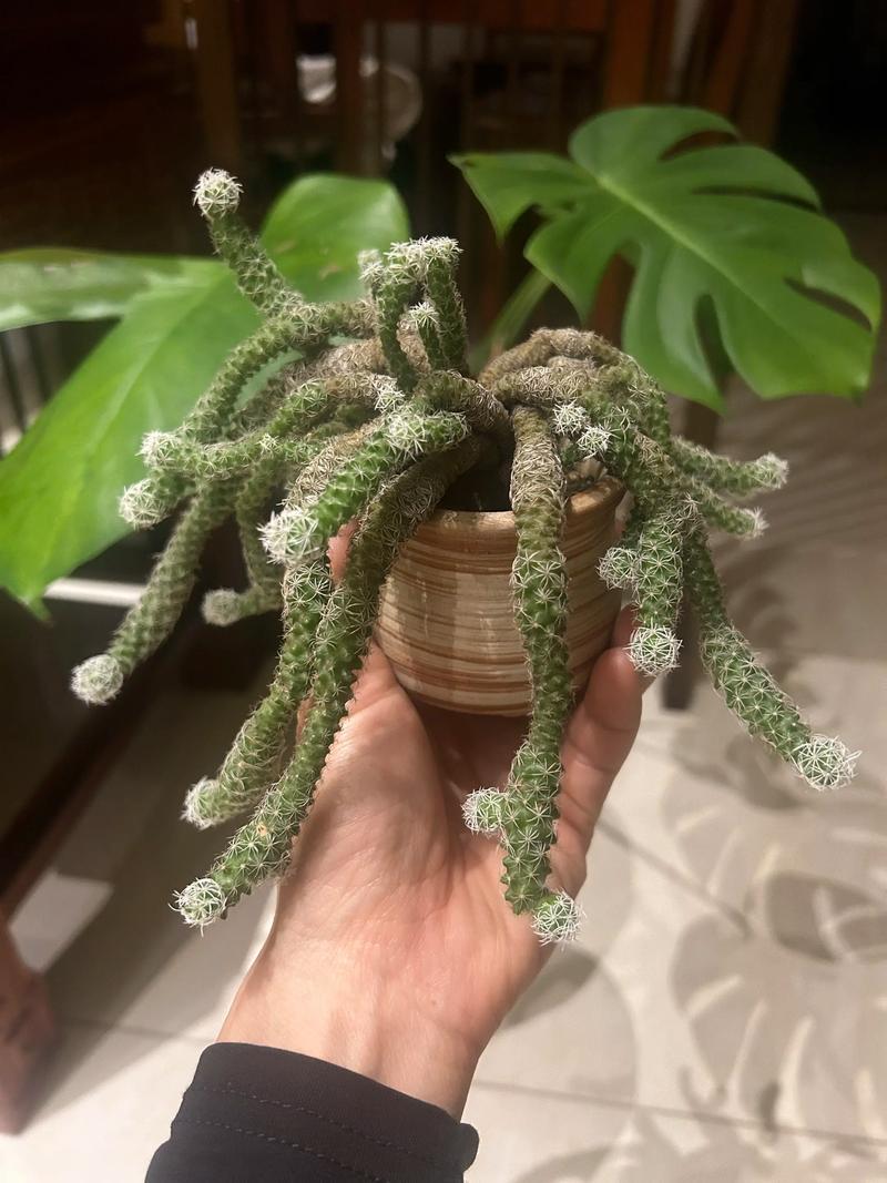 浙江多肉市场现状如何？未来趋势怎样？-第3张图片-吾爱花网