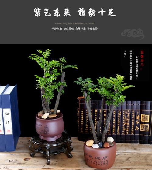 小叶紫檀盆栽树干黑色-第2张图片-吾爱花网 小叶紫檀盆栽树干黑色-第2张图片-吾爱花网