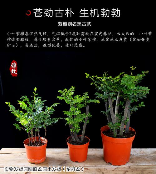 小叶紫檀盆栽树干黑色-第3张图片-吾爱花网 小叶紫檀盆栽树干黑色-第3张图片-吾爱花网