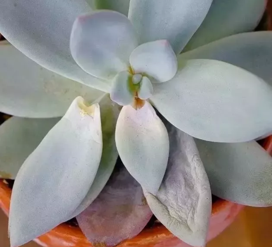 多肉植物的中间叶子黄-第2张图片-吾爱花网