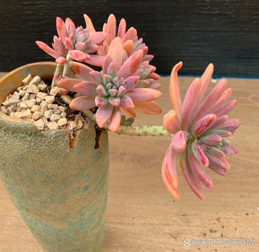 多肉植物的中间叶子黄-第3张图片-吾爱花网