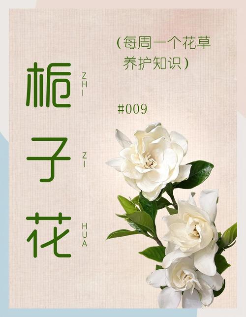 栀子花水培施肥该注意啥？-第2张图片-吾爱花网