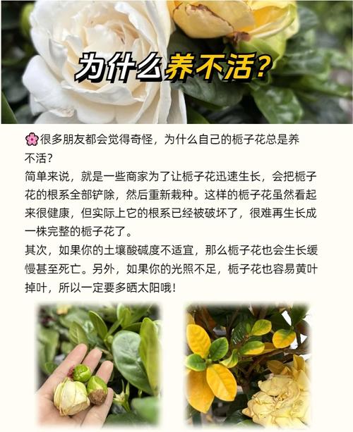 栀子花水培施肥该注意啥?-第3张图片-吾爱花网 栀子花水培施肥该注意啥?-第3张图片-吾爱花网