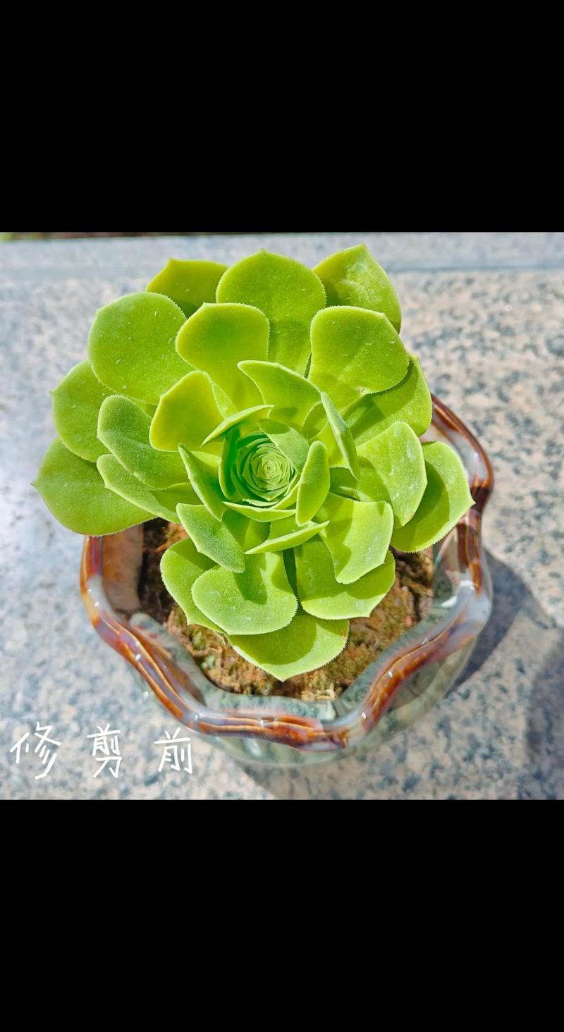 绿色多肉多久能出状态-第1张图片-吾爱花网