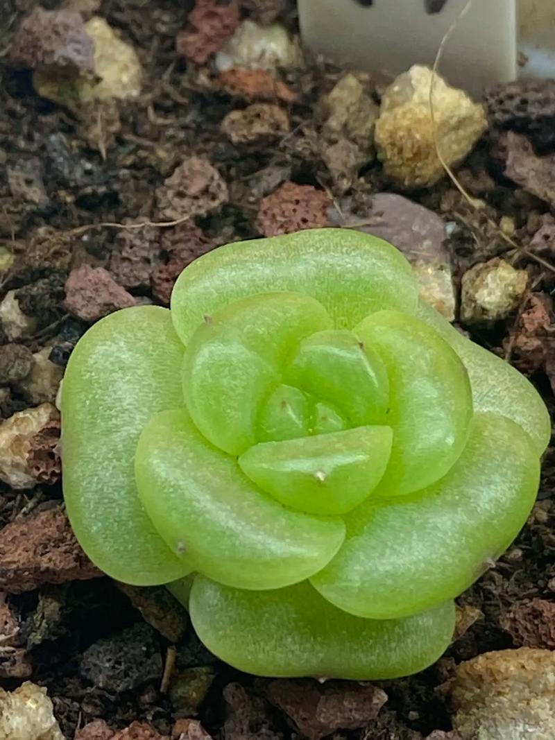 绿色多肉多久能出状态-第2张图片-吾爱花网