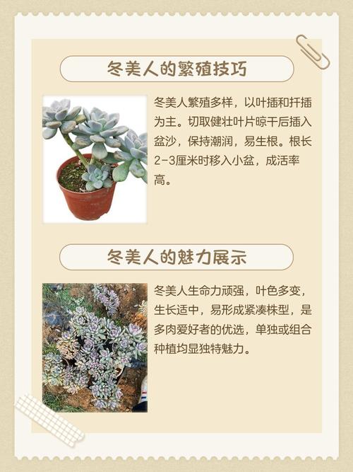 多肉植物冬天可以种吗-第2张图片-吾爱花网