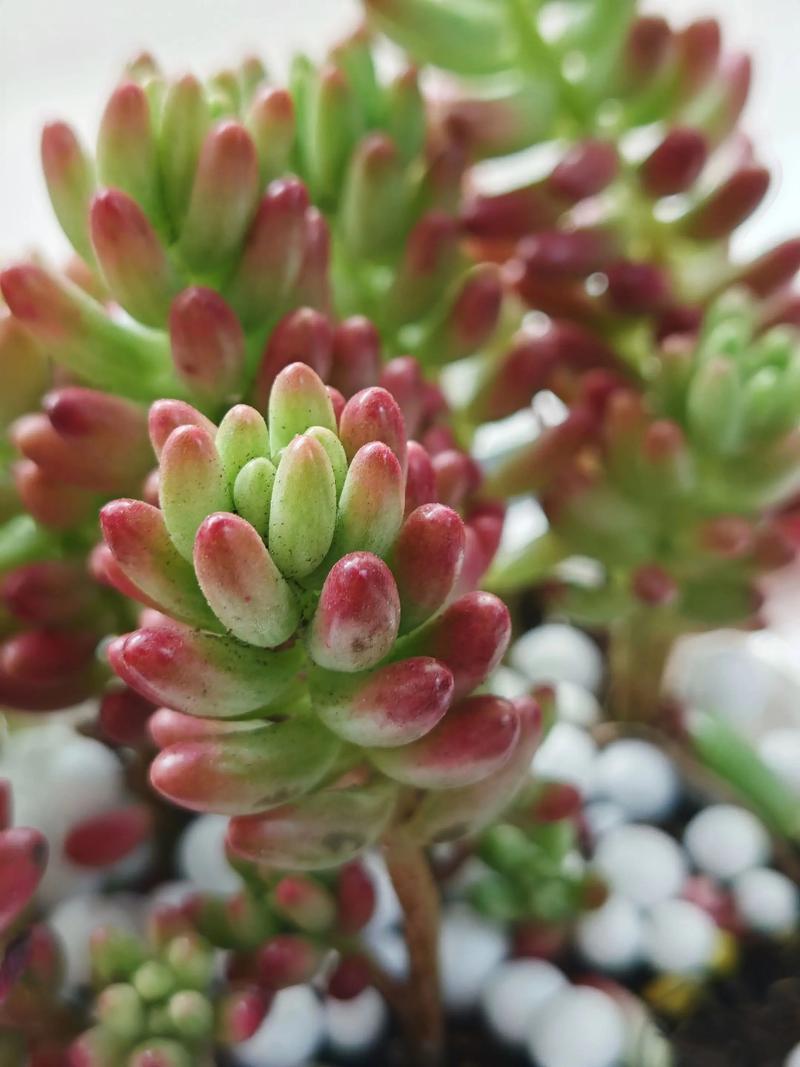 多肉植物冬天可以种吗-第3张图片-吾爱花网