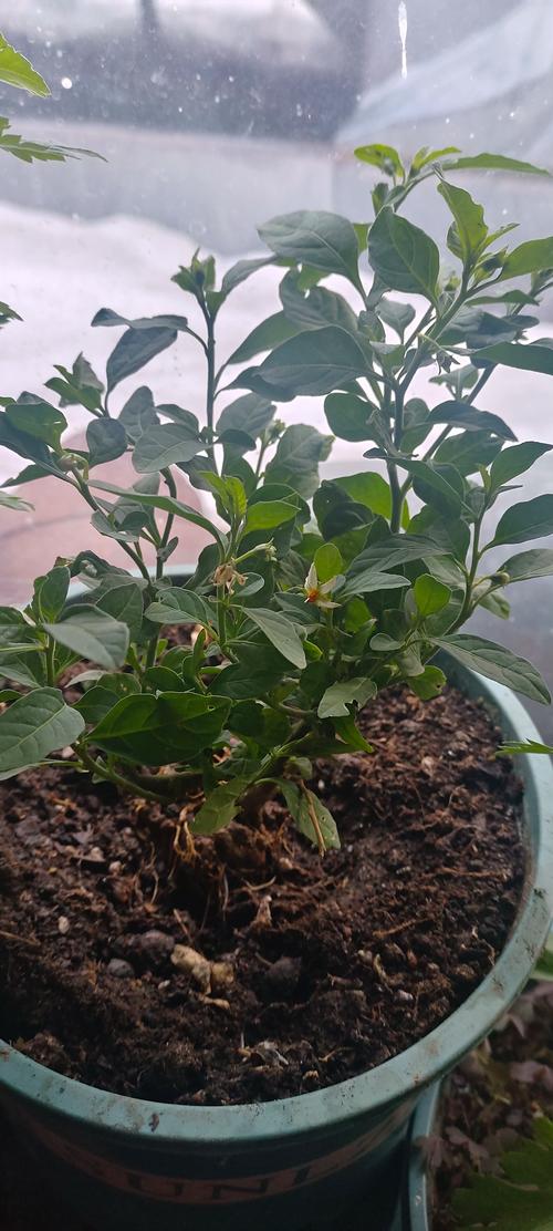 冬盆栽适合放家里吗？-第1张图片-吾爱花网