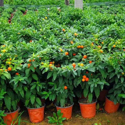 冬盆栽适合放家里吗？-第2张图片-吾爱花网