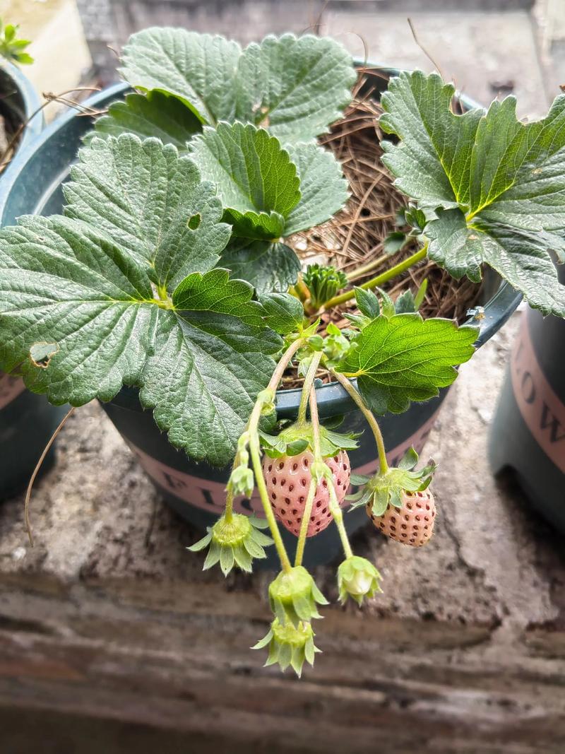 盆栽草莓要经常通风吗-第1张图片-吾爱花网