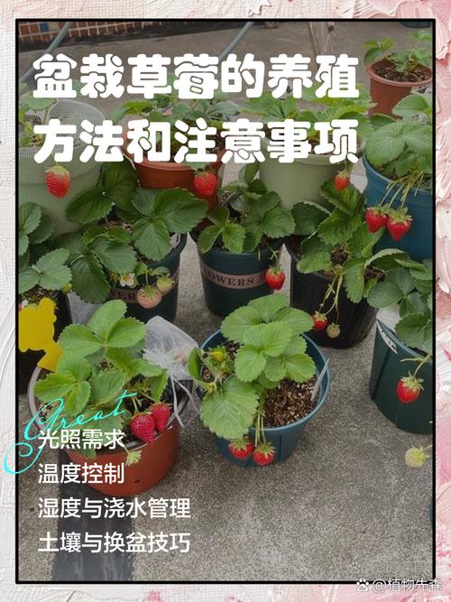 盆栽草莓要经常通风吗-第2张图片-吾爱花网