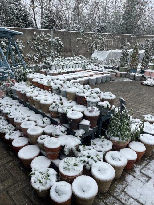 冬天也不死的户外盆栽-第2张图片-吾爱花网