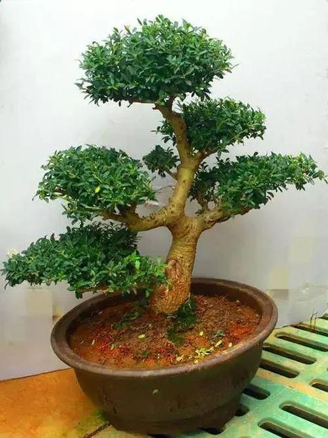 冬天也不死的户外盆栽-第3张图片-吾爱花网