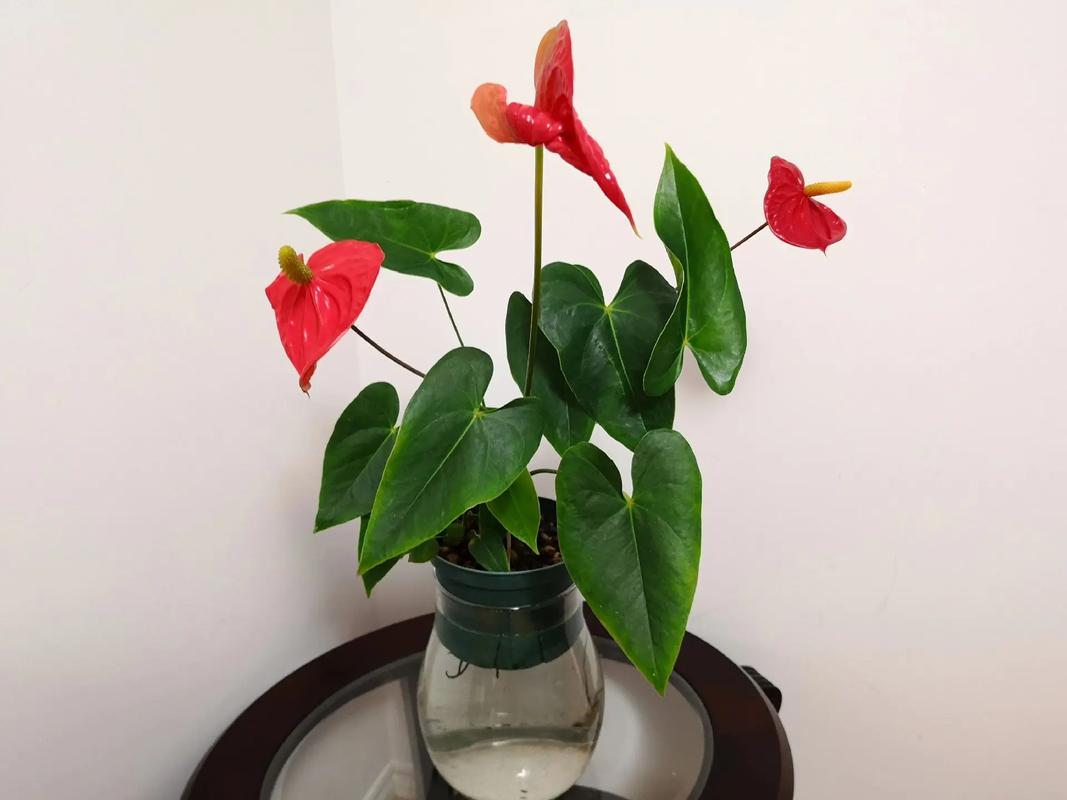 红掌水培下面可以养鱼吗-第1张图片-吾爱花网