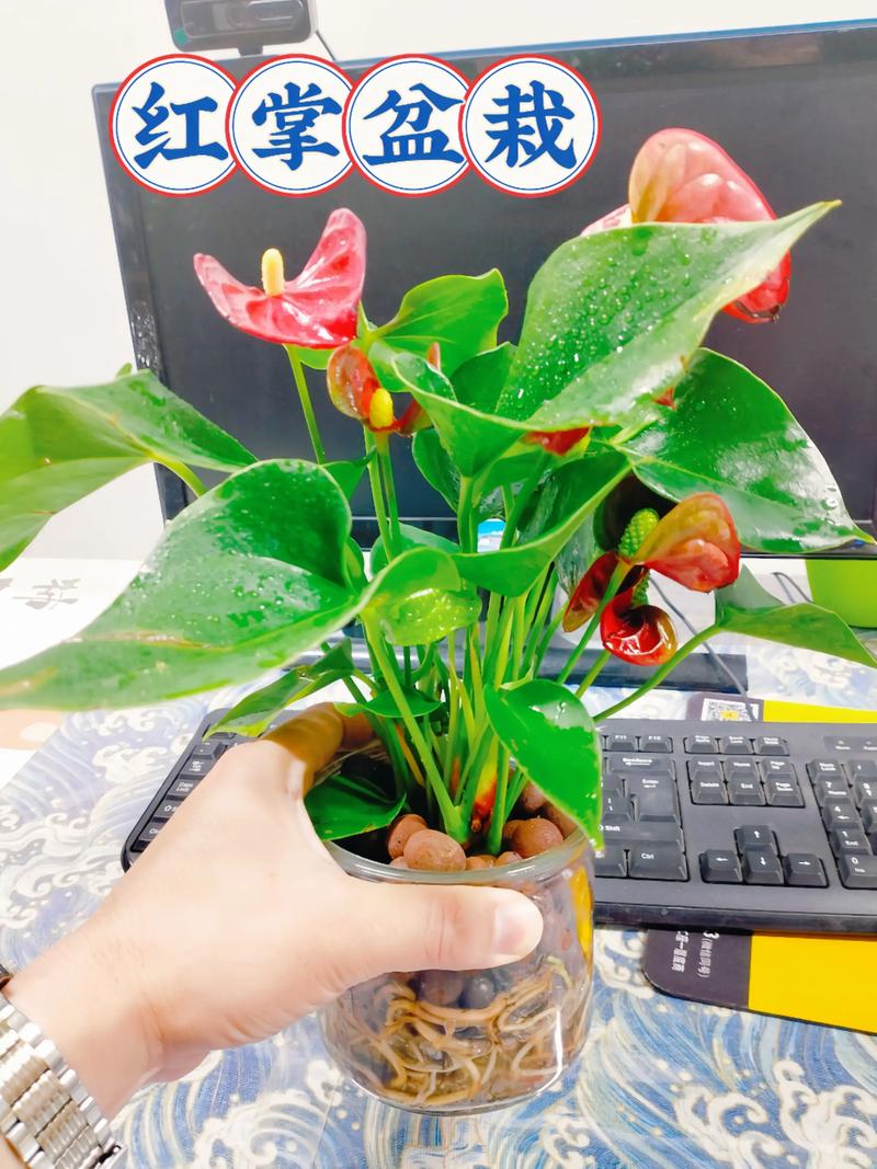 红掌水培下面可以养鱼吗-第2张图片-吾爱花网