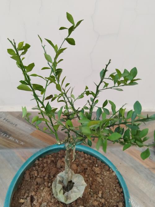 柠檬盆栽能放室外吗？-第2张图片-吾爱花网