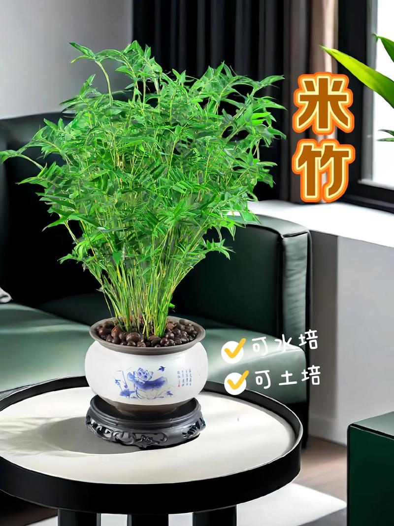 小盆栽竹子种类及图片-第1张图片-吾爱花网