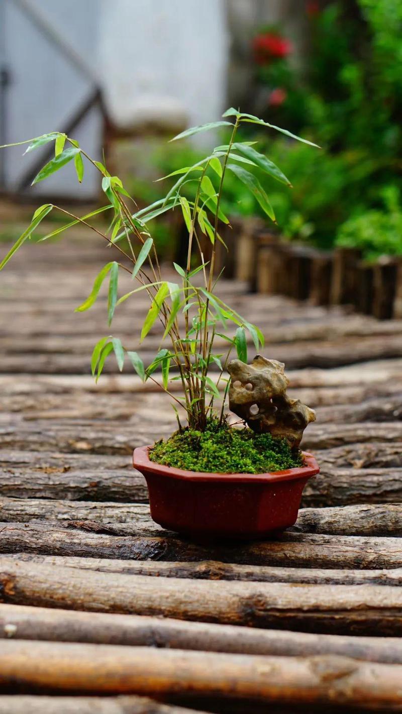 小盆栽竹子种类及图片-第2张图片-吾爱花网