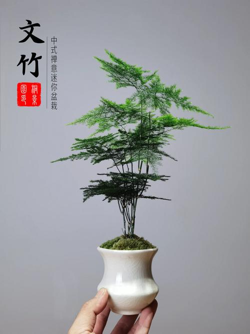 小盆栽竹子种类及图片-第3张图片-吾爱花网