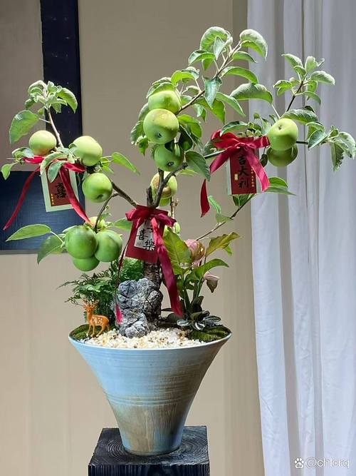 盆栽挂果靠什么技术实现？-第1张图片-吾爱花网