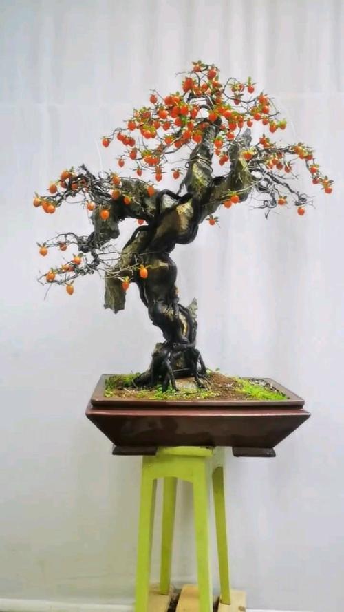 盆栽挂果靠什么技术实现？-第2张图片-吾爱花网